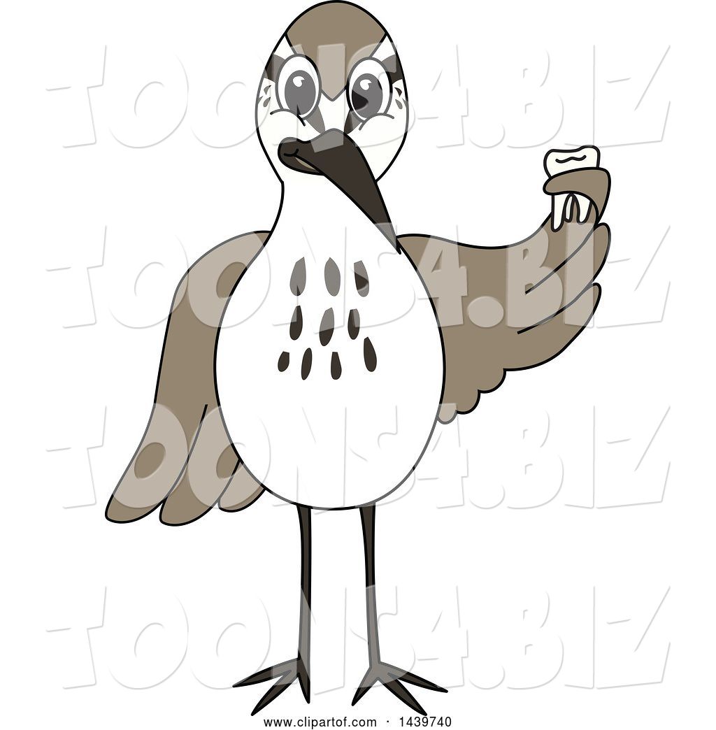 Vector Illustration Of A Cartoon Sandpiper Bird School Mascot Holding A