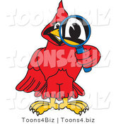 Vector Illustration of a Cartoon Cardinal Mascot Using a Magnifying Glass by Mascot Junction