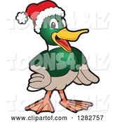 Vector Illustration of a Cartoon Christmas Mallard Duck School Mascot Wearing a Santa Hat by Mascot Junction