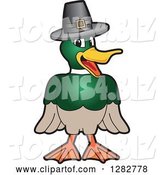 Vector Illustration of a Cartoon Mallard Duck School Mascot Wearing a Thanksgiving Pilgrim Hat by Mascot Junction