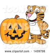 Vector Illustration of a Cartoon Tiger Cub Mascot with a Halloween Pumpkin by Mascot Junction