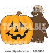 Vector Illustration of a Cartoon Wolverine Mascot with a Halloween Pumpkin by Mascot Junction