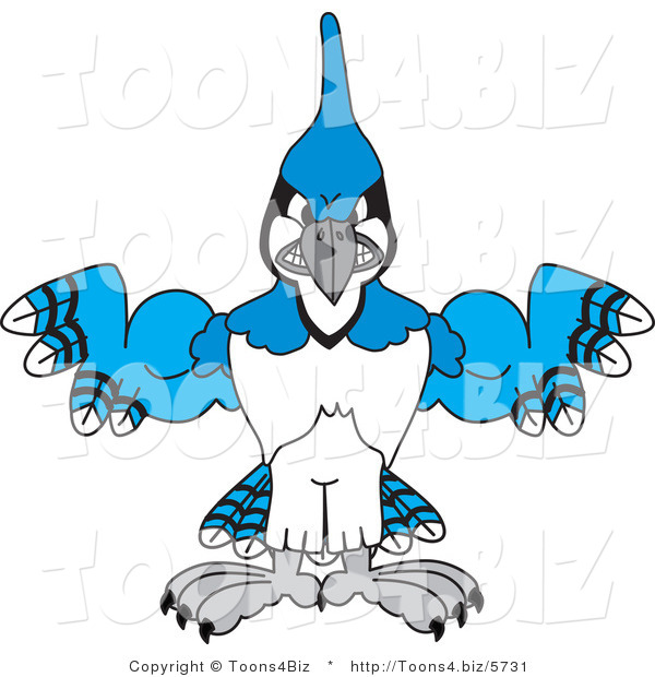 Vector Illustration of a Cartoon Blue Jay Mascot with Big Muscles