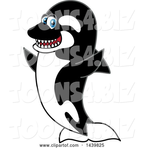 Vector Illustration of a Cartoon Killer Whale Orca Mascot Cheering