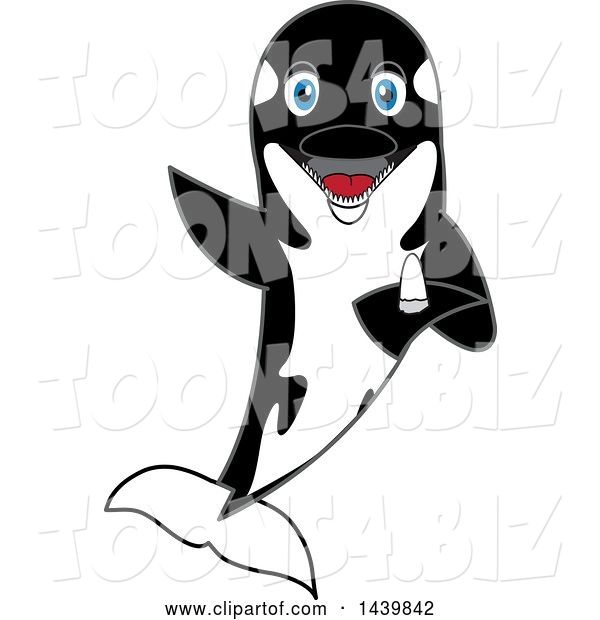 Vector Illustration of a Cartoon Killer Whale Orca Mascot Holding a Tooth