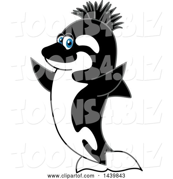 Vector Illustration of a Cartoon Killer Whale Orca Mascot with a Mohawk