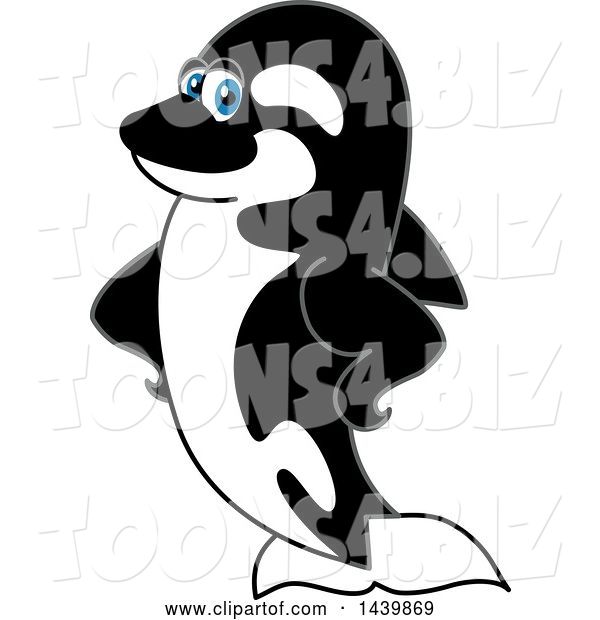 Vector Illustration of a Cartoon Killer Whale Orca Mascot with Fins on His Hips