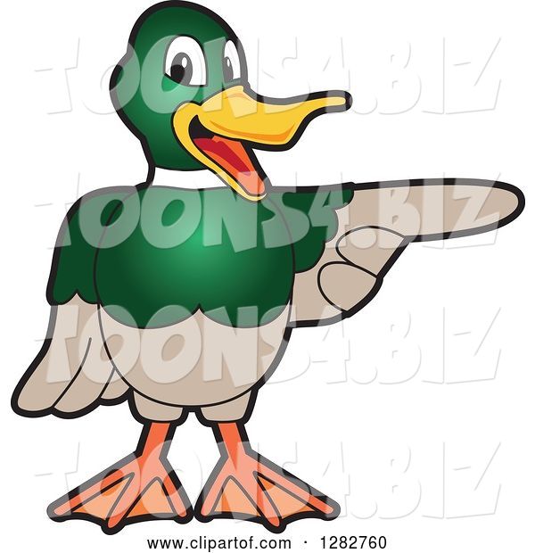Vector Illustration of a Cartoon Mallard Duck School Mascot Pointing to the Right