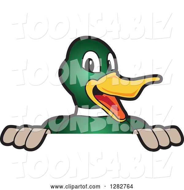 Vector Illustration of a Cartoon Mallard Duck School Mascot Smiling over a Sign