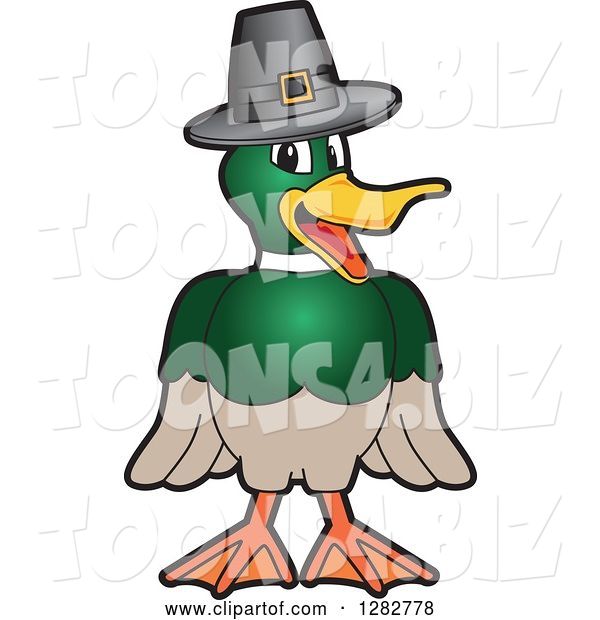 Vector Illustration of a Cartoon Mallard Duck School Mascot Wearing a Thanksgiving Pilgrim Hat