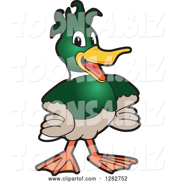 Vector Illustration of a Cartoon Mallard Duck School Mascot with Funky Hair