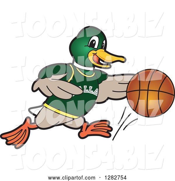 Vector Illustration of a Cartoon Mallard Duck School Sports Mascot Dribbling a Basketball
