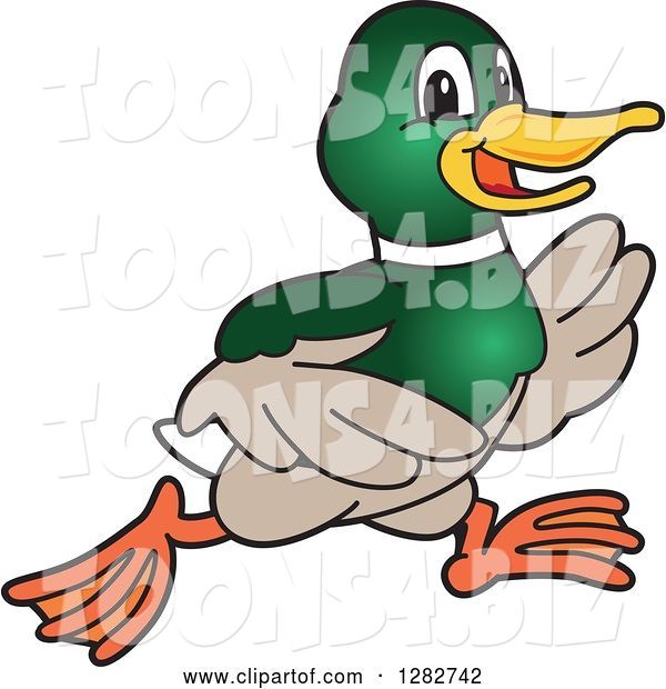 Vector Illustration of a Cartoon Mallard Duck School Sports Mascot Running