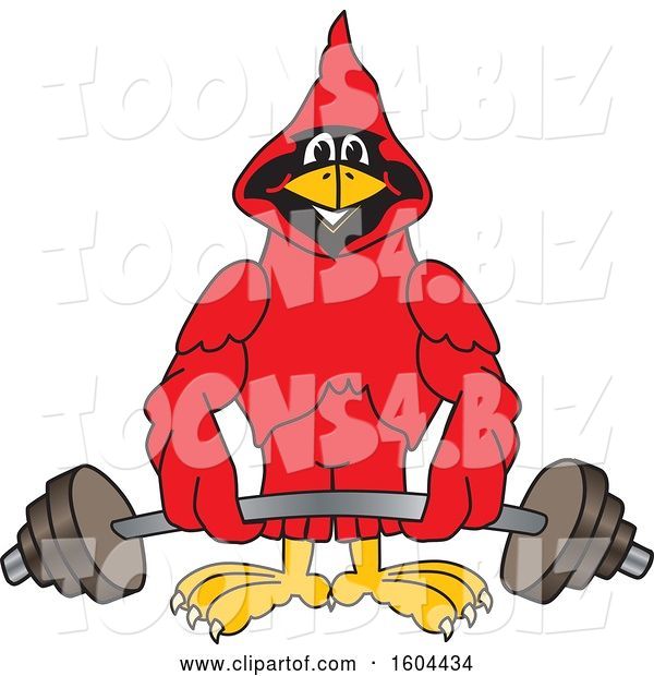 Vector Illustration of a Cartoon Red Cardinal Bird Mascot Lifting a Barbell