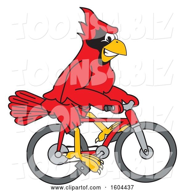 Vector Illustration of a Cartoon Red Cardinal Bird Mascot Riding a Bicycle