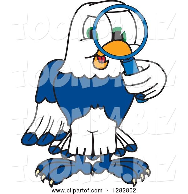 Vector Illustration of a Cartoon Seahawk Mascot Looking Through a Magnifying Glass