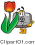 Illustration of a Cartoon Camera Mascot with a Red Tulip Flower in the Spring by Mascot Junction