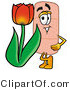 Illustration of an Adhesive Bandage Mascot with a Red Tulip Flower in the Spring by Mascot Junction