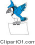 Vector Illustration of a Cartoon Blue Jay Mascot Flying a Blank Sign by Mascot Junction