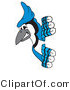 Vector Illustration of a Cartoon Blue Jay Mascot Looking Around a Sign by Mascot Junction