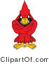 Vector Illustration of a Cartoon Cardinal Mascot with His Arms Crossed by Mascot Junction