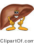 Vector Illustration of a Cartoon Liver Mascot with His Hands on His Hips by Mascot Junction