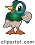 Vector Illustration of a Cartoon Mallard Duck School Mascot Looking Through a Magnifying Glass by Mascot Junction