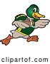 Vector Illustration of a Cartoon Mallard Duck School Sports Mascot Running with an American Football by Mascot Junction