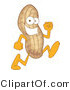 Vector Illustration of a Cartoon Peanut Mascot Running by Mascot Junction