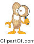 Vector Illustration of a Cartoon Peanut Mascot Using a Magnifying Glass by Mascot Junction