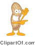 Vector Illustration of a Cartoon Peanut Mascot Waving and Pointing by Mascot Junction