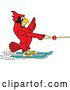 Vector Illustration of a Cartoon Red Cardinal Bird Mascot Water Skiing by Mascot Junction