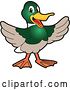 Vector Illustration of a Cartoon Welcoming Mallard Duck School Mascot by Mascot Junction