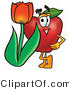 Vector Illustration of a Red Apple Mascot with a Red Tulip Flower in the Spring by Mascot Junction