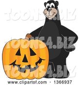 Vector Illustration of a Cartoon Black Bear School Mascot with a Halloween Jackolantern Pumpkin by Mascot Junction