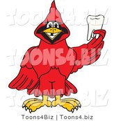Vector Illustration of a Cartoon Cardinal Mascot Holding a Tooth by Mascot Junction