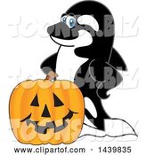 Vector Illustration of a Cartoon Killer Whale Orca Mascot with a Halloween Pumpkin by Mascot Junction