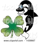 Vector Illustration of a Cartoon Killer Whale Orca Mascot with a St Patricks Day Clover by Toons4Biz