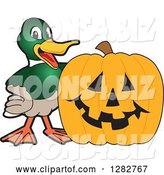 Vector Illustration of a Cartoon Mallard Duck School Mascot by a Halloween Jackolantern Pumpkin by Mascot Junction