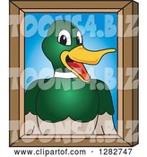 Vector Illustration of a Cartoon Mallard Duck School Mascot Portrait by Mascot Junction