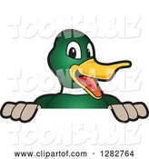 Vector Illustration of a Cartoon Mallard Duck School Mascot Smiling over a Sign by Mascot Junction