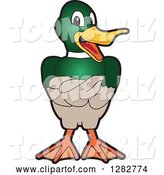 Vector Illustration of a Cartoon Mallard Duck School Mascot with Folded Wings by Mascot Junction