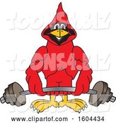 Vector Illustration of a Cartoon Red Cardinal Bird Mascot Lifting a Barbell by Mascot Junction