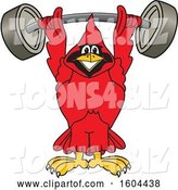 Vector Illustration of a Cartoon Red Cardinal Bird Mascot Lifting a Heavy Barbell by Mascot Junction