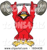 Vector Illustration of a Cartoon Red Cardinal Bird Mascot Lifting a Heavy Barbell by Toons4Biz