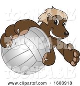 Vector Illustration of a Cartoon Wolverine Mascot Grabbing a Volleyball by Mascot Junction