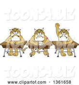 Vector Illustration of Cartoon Bobcat Mascots Sitting at Desks, One Raising His Hand, Symbolizing Respect by Mascot Junction