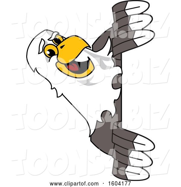 Vector Illustration of a Cartoon Bald Eagle Mascot Looking Around a Sign