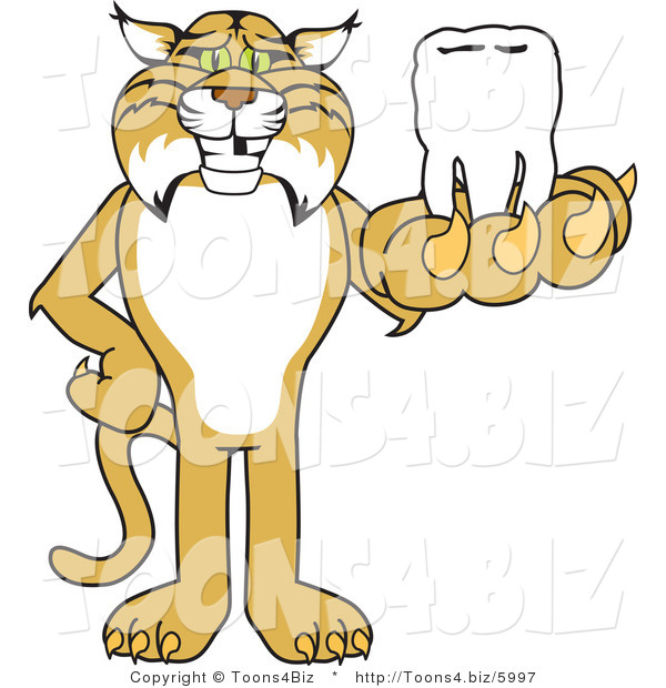 Vector Illustration of a Cartoon Bobcat Mascot Holding a Tooth