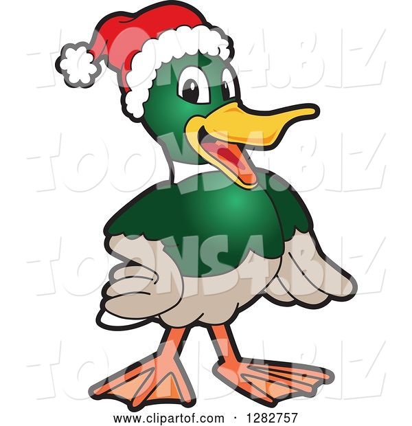 Vector Illustration of a Cartoon Christmas Mallard Duck School Mascot Wearing a Santa Hat